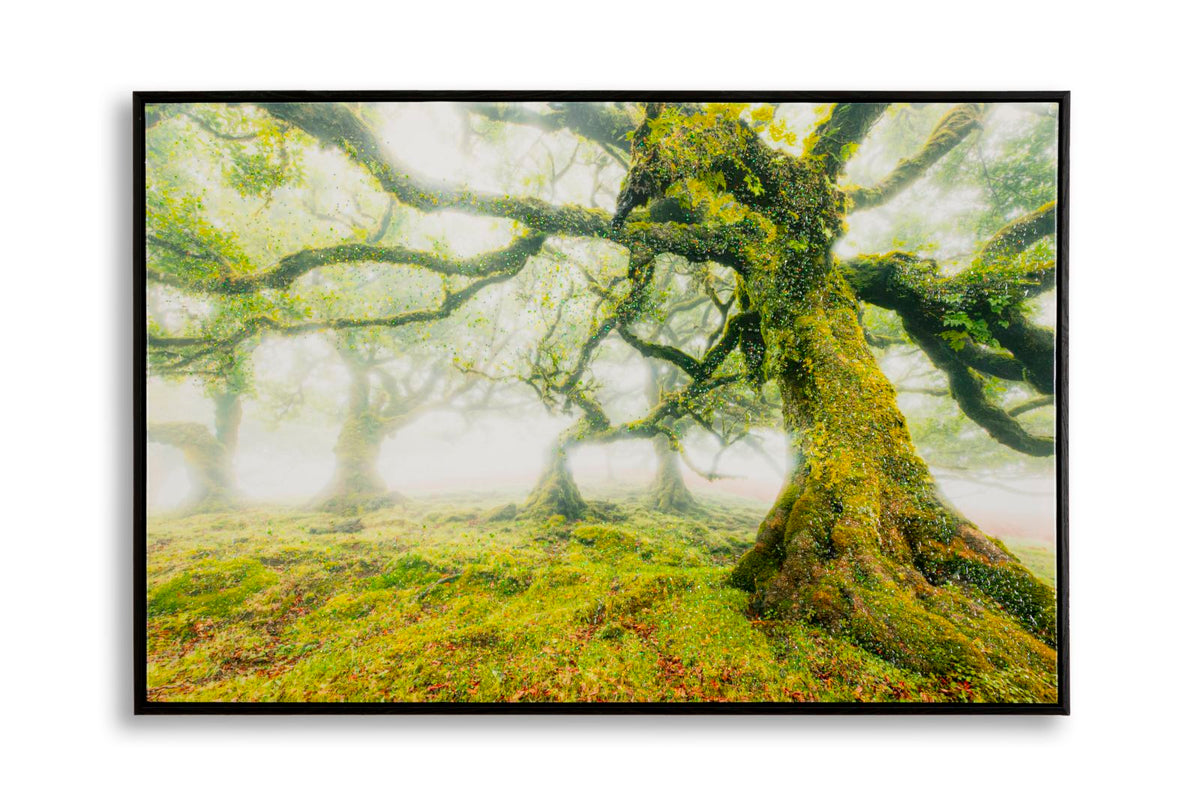 stampa_su_tela_laccata_con_cornice_foresta_90x60_cm__foresta