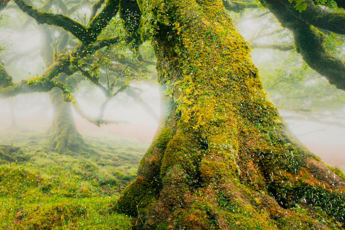stampa_su_tela_laccata_con_cornice_foresta_90x60_cm__foresta