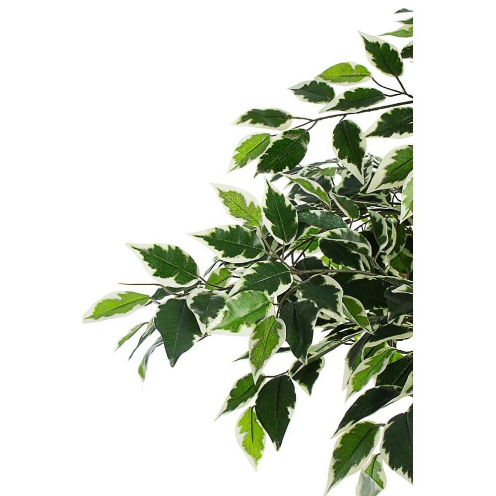Set di 2 Piante Ficus Variegato Artificiale con Vaso H120 cm - FUSIONIS