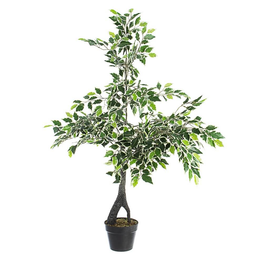 Set di 2 Piante Ficus Variegato Artificiale con Vaso H120 cm - FUSIONIS