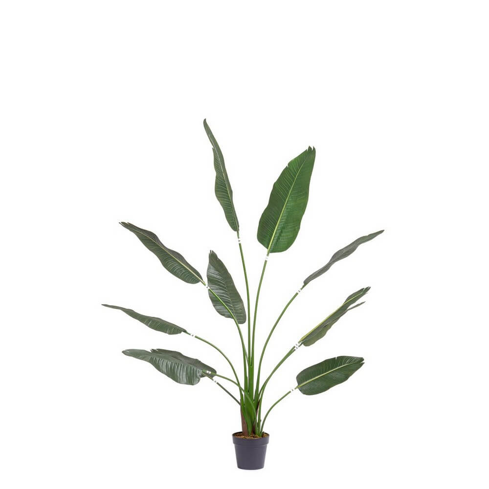 Set di 2 Piante Strelitzia Artificiali con Vaso 11 Foglie H180 cm UV - STRELITZIA