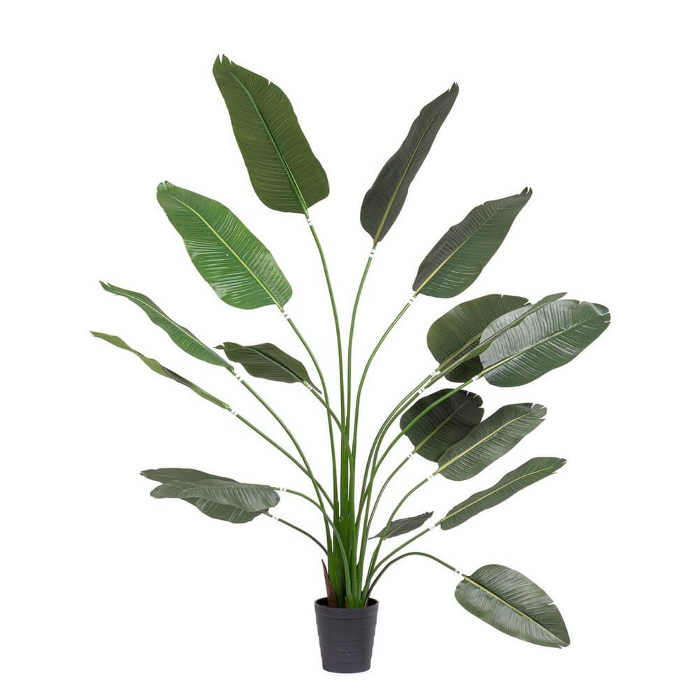 Pianta Strelitzia Artificiale con Vaso 17 Foglie 210 cm UV - STRELITZIA