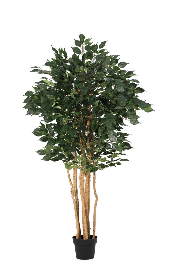 Set di 2 Piante Ficus Artificiali con Vaso Altezza 175 cm - FICUS