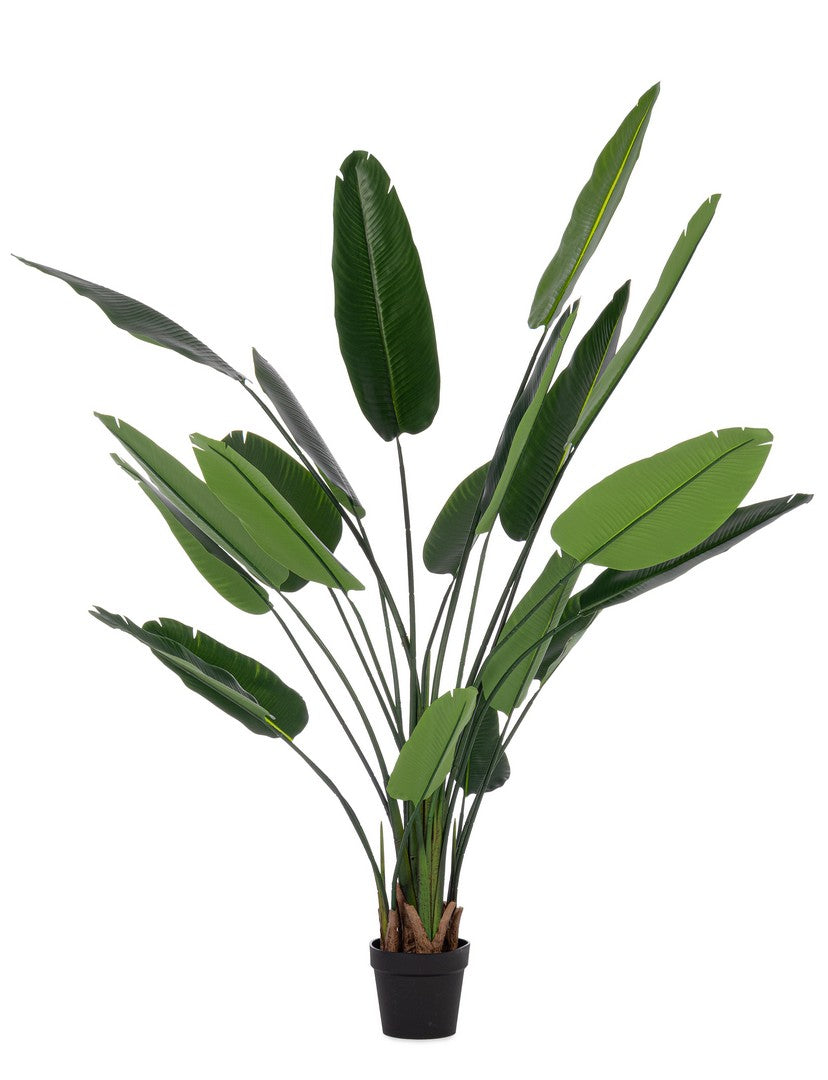 Set di 2 Piante Strelitzia Artificiali con Vaso 20 Foglie H190 - STRELITZIA