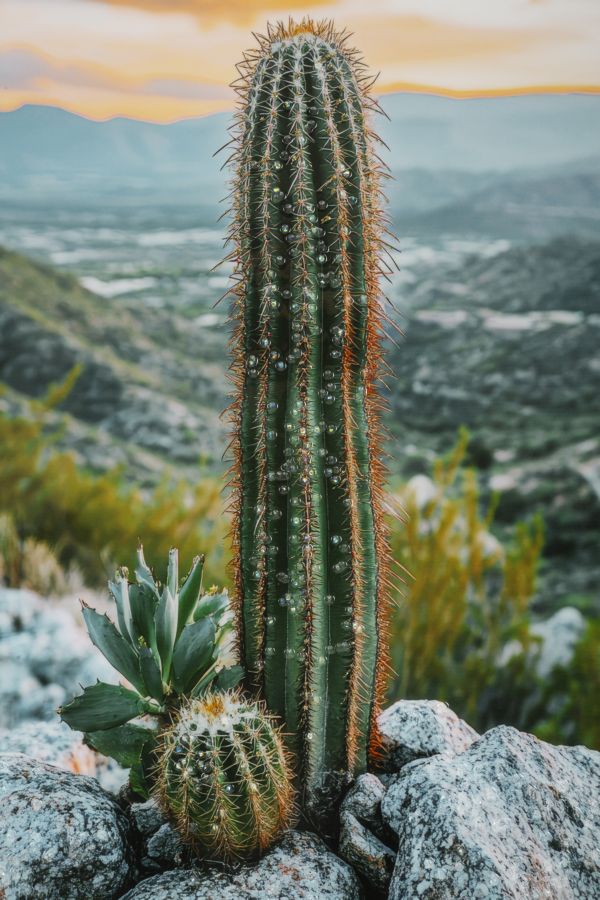 stampa_su_tela_laccata_con_cornice_cactus_60x90_cm__cactus
