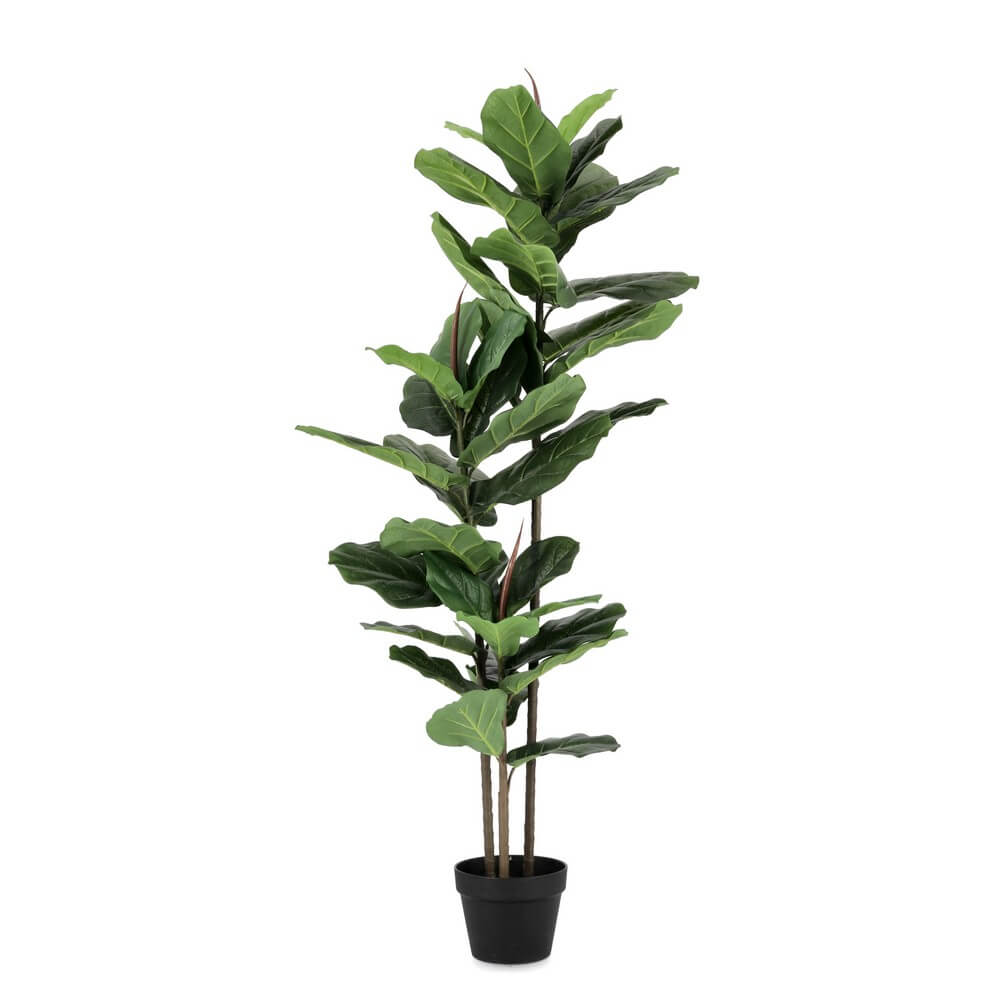 Set di 2 Ficus Lyrata Artificiale con Vaso 39 Foglie H145 cm - EMBRACIA