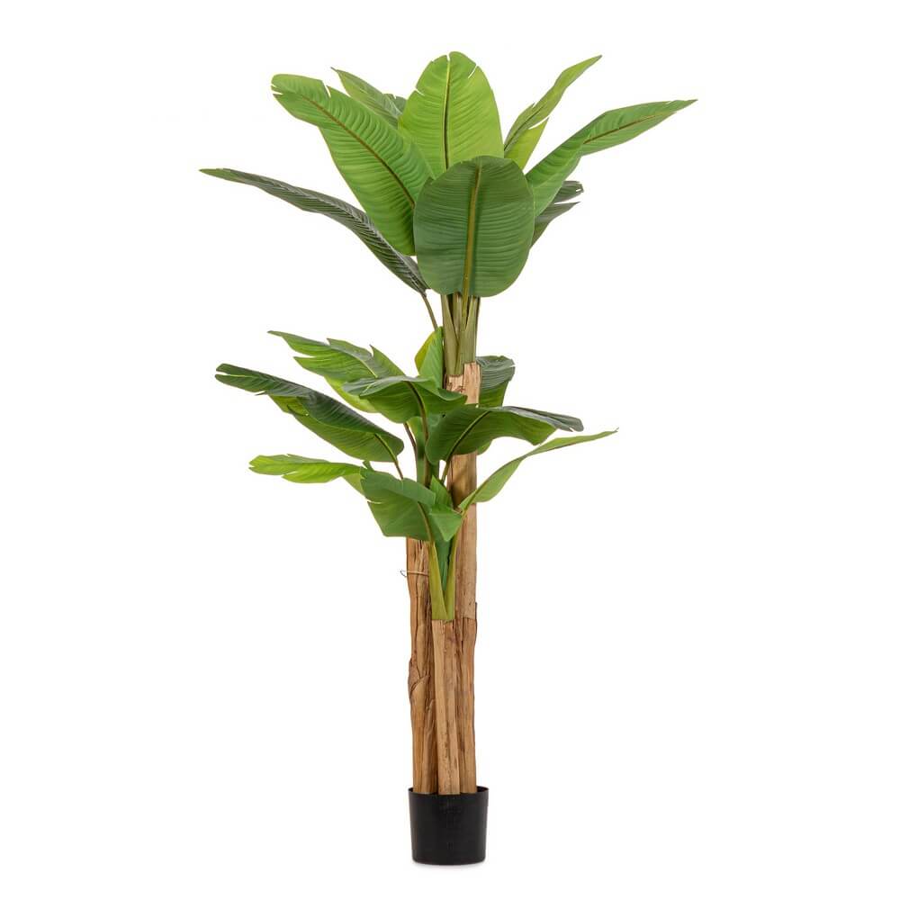 Pianta di Banano Artificiale con Vaso 20 Foglie H200 cm - ZENITALE