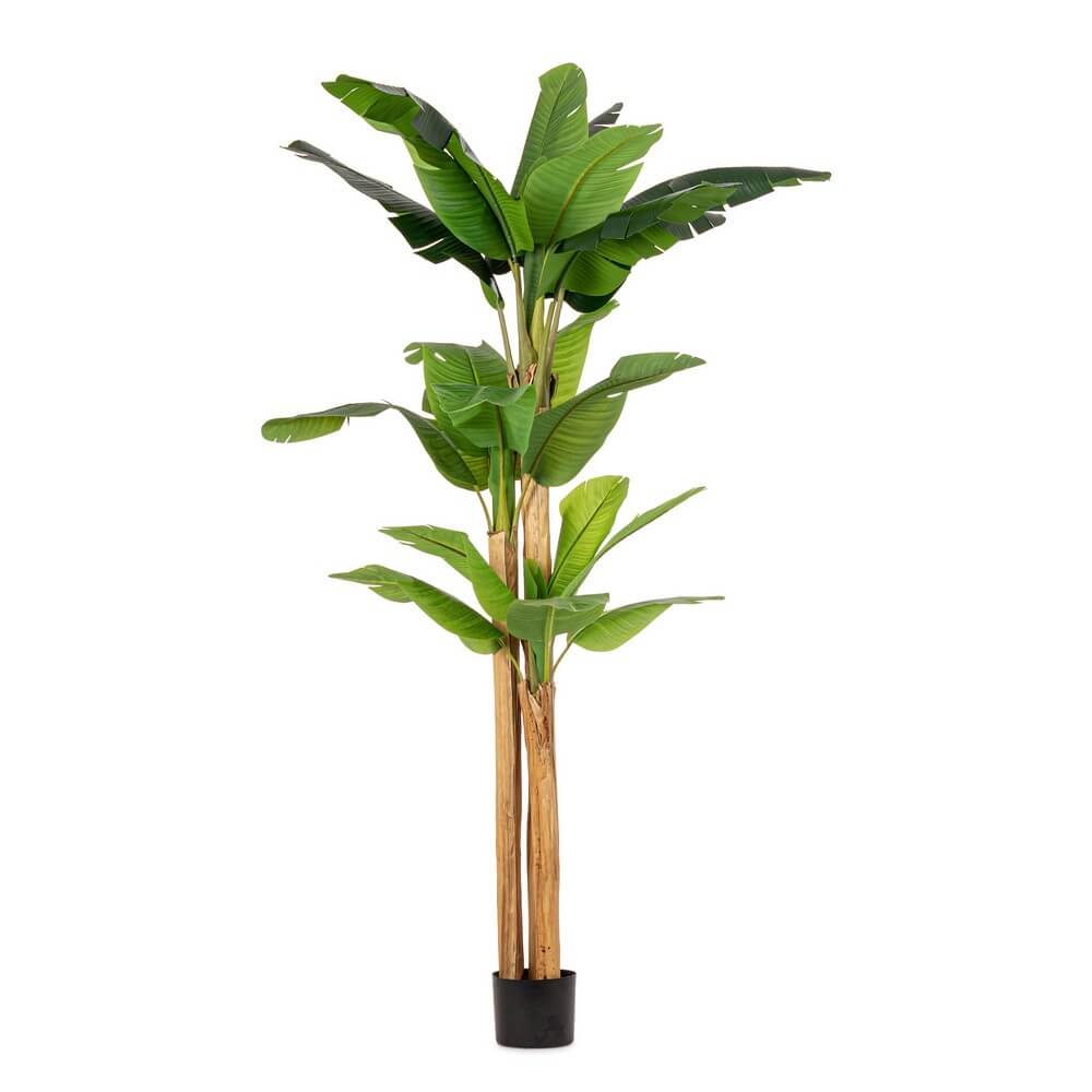 Pianta di Banano Artificiale con Vaso 24 Foglie H280 cm - ZENITALE