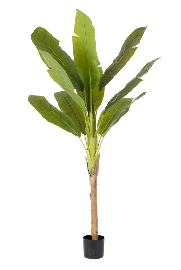 Set di 2 Piante di Banano Artificiali con Vaso Altezza 210 cm - BANANO