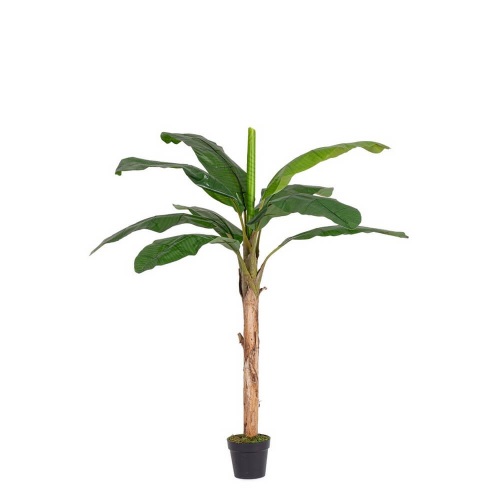 Set di 2 Piante di Banano Artificiali con Vaso 10 Foglie H180 UV - BANANO