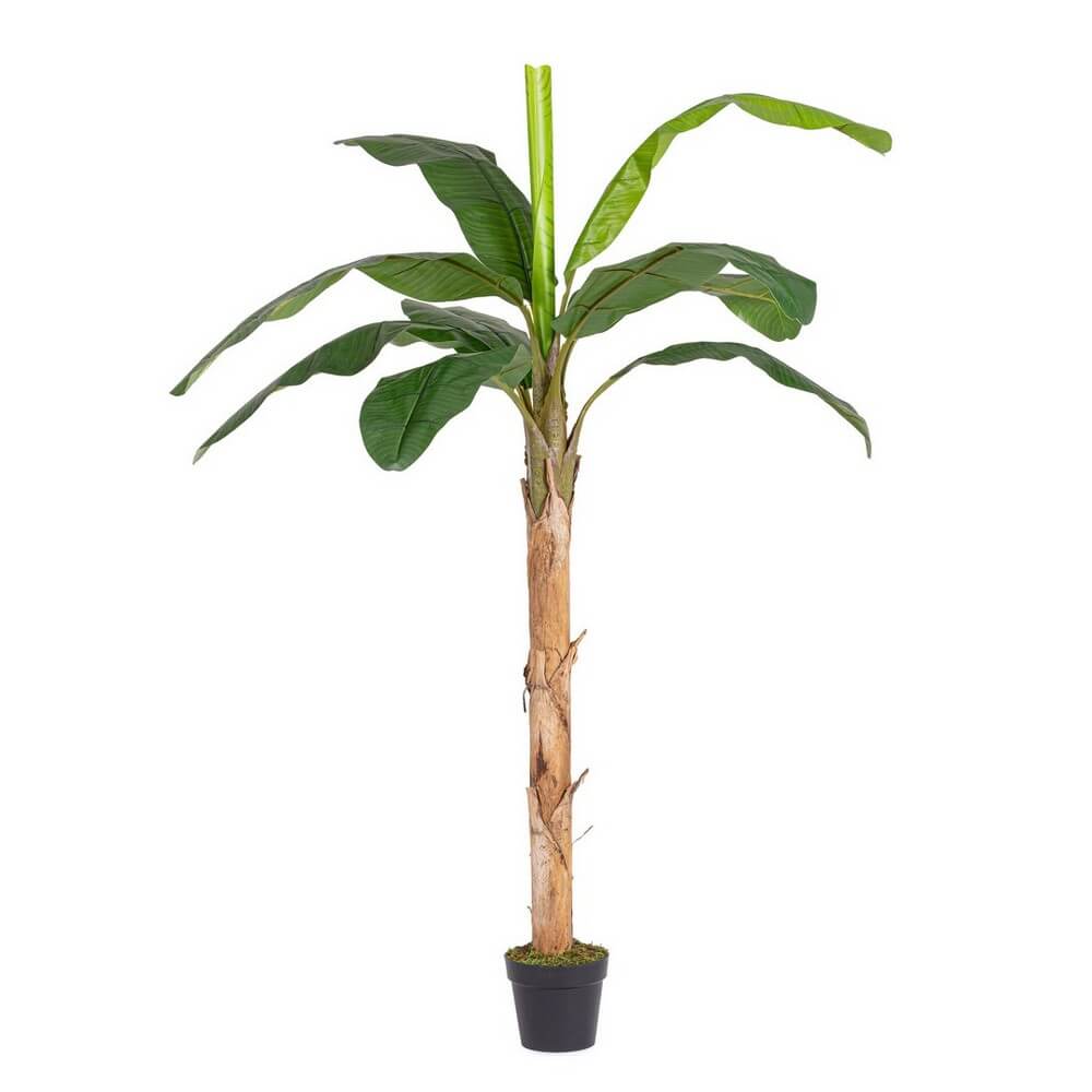 Pianta Banano Artificiale con Vaso 17 Foglie UV 200 cm - BANANO