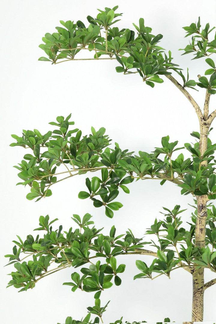Set di 2 Piante Artificiali Pittosporum con Vaso Nero H160 cm - PITTOSPORUM