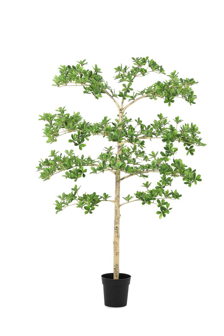 Set di 2 Piante Artificiali Pittosporum con Vaso Nero H160 cm - PITTOSPORUM
