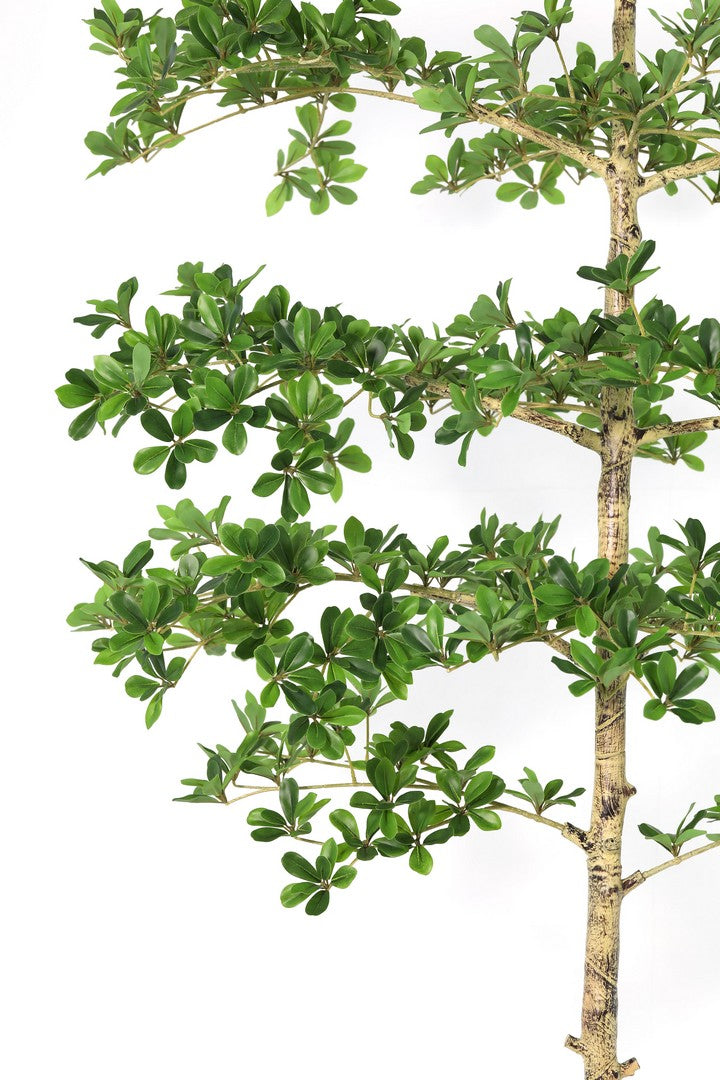 Set di 2 Piante Artificiali Pittosporum con Vaso Altezza 195 cm - PITTOSPORUM