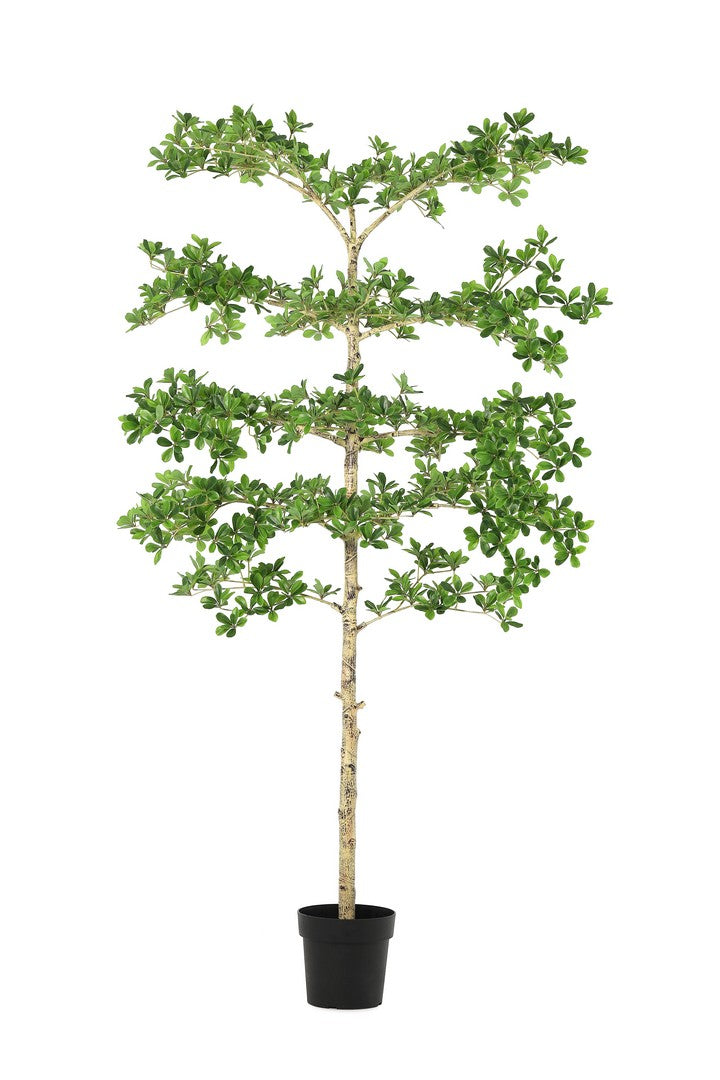 Set di 2 Piante Artificiali Pittosporum con Vaso Altezza 195 cm - PITTOSPORUM