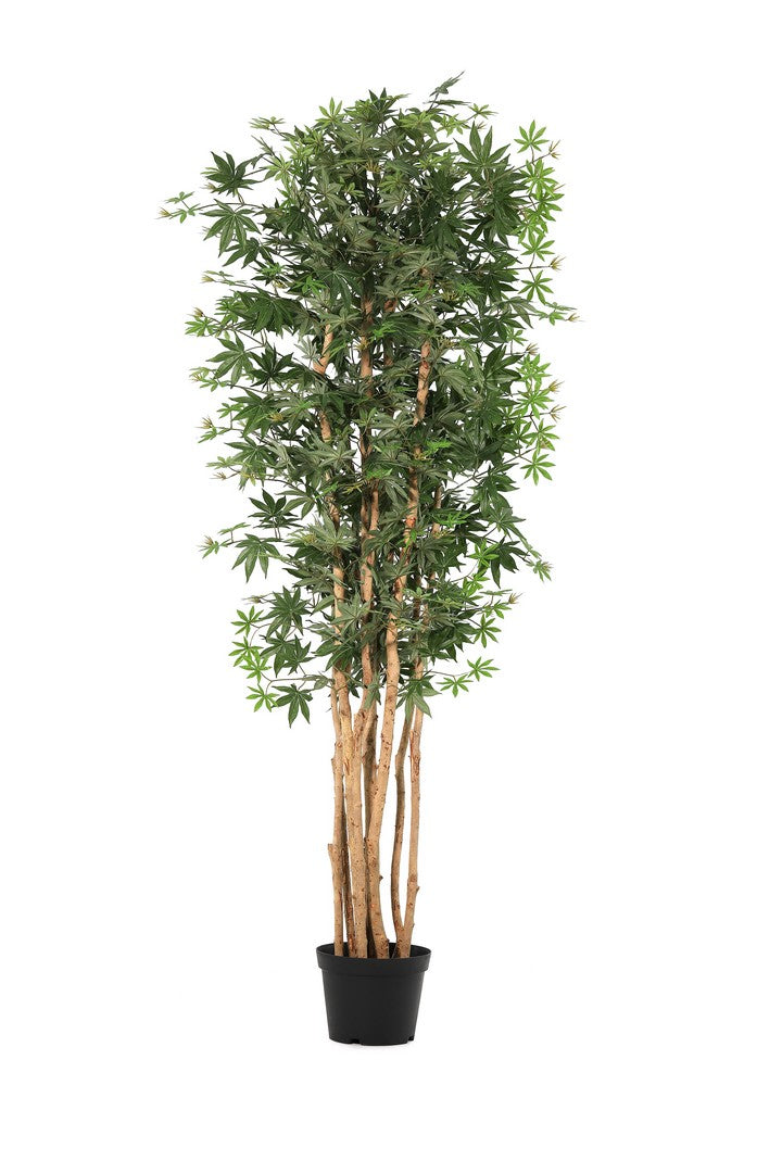 Set di 2 Piante Artificiali Acero Palmato con Vaso Altezza 210 cm - ACERO